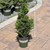 Picea glauca Conica 169703